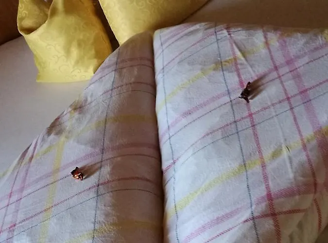 게스트하우스 Gaestepension Wiesenheim